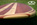 WANWA SURF - Stand Up Paddle Board Dolphin 9,7' Cedro Real y Samba